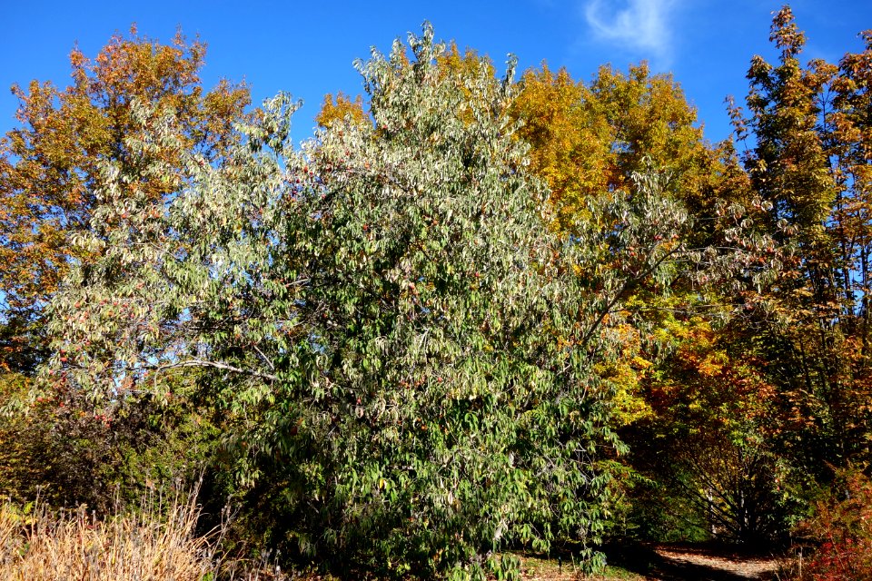 Cornus capitata - Quarryhill Botanical Garden - DSC03262