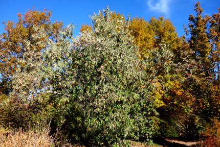 Cornus capitata - Quarryhill Botanical Garden - DSC03262