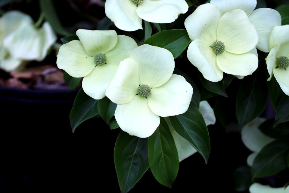 Cornus hybrid IMG 0298-2