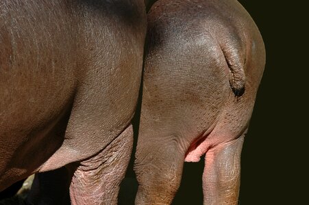 Tail butt fauna
