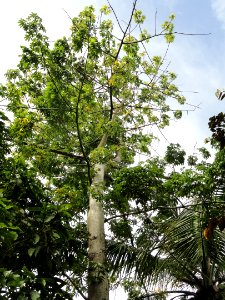 Cotton Tree - Sankyo Garden - DSC01247