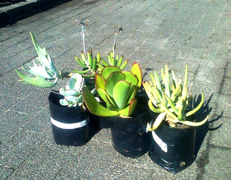 Cotyledon orbiculata - cultivars varieties