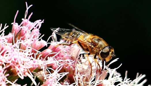Nature flower blossom
