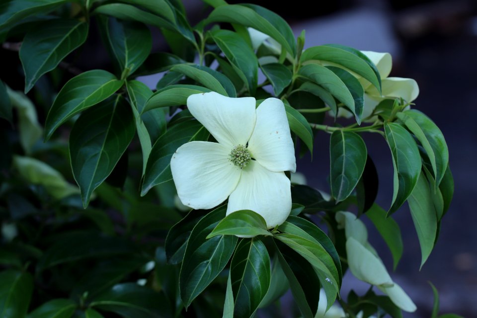 Cornus hybrid IMG 0284-