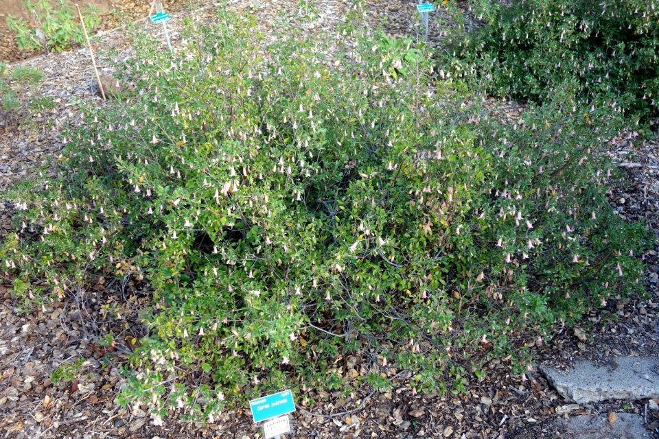 Correa pulchella - San Luis Obispo Botanical Garden - DSC05906