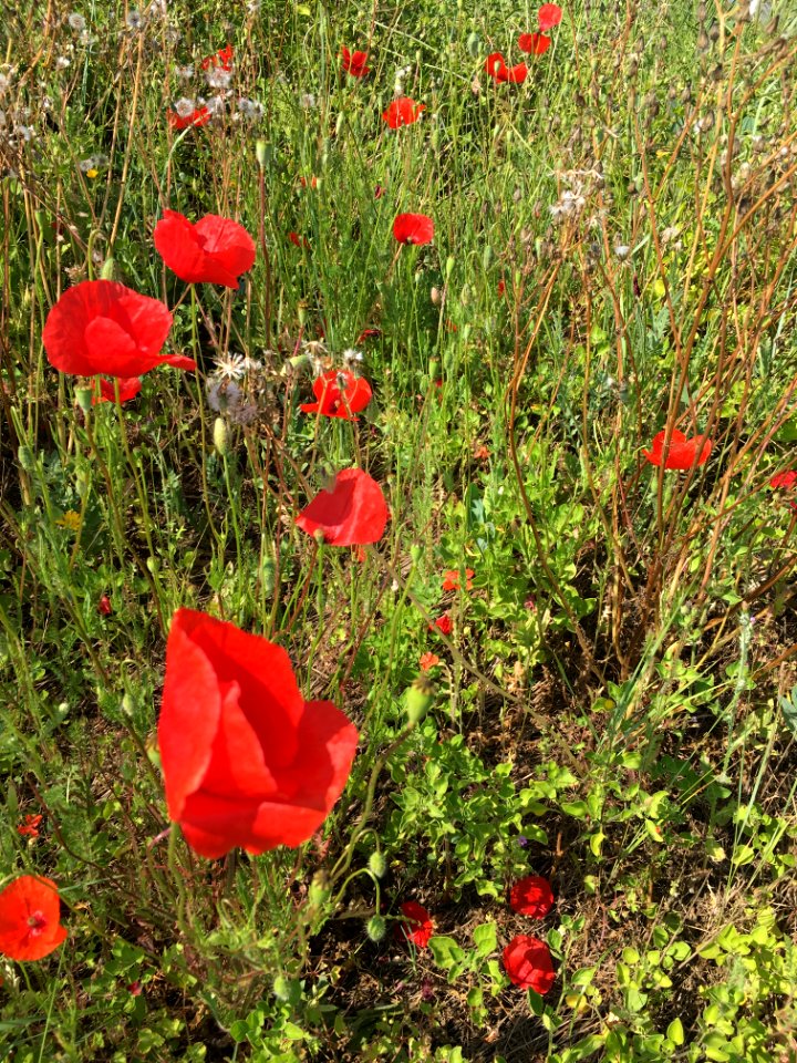 Coquelicots - Les Vieux Salins, Espace Nature - Les Salins-d'Hyères 06