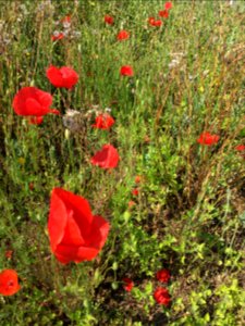 Coquelicots - Les Vieux Salins, Espace Nature - Les Salins-d'Hyères 06