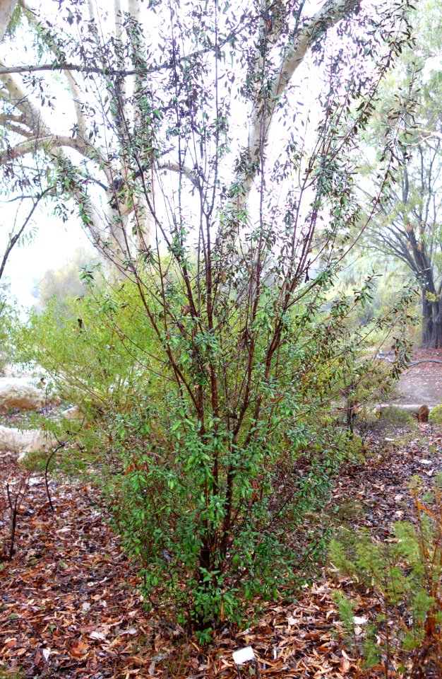 Correa lawrenceana - UC Santa Cruz Arboretum - DSC07540