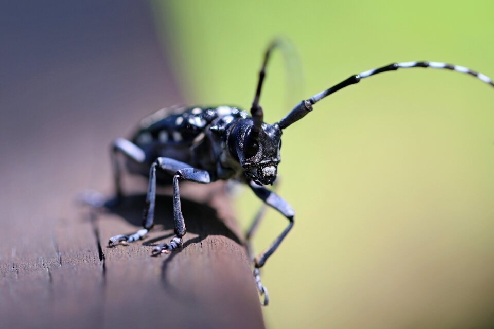 Arboretum feeler bug
