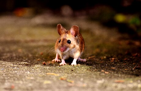 Mammal nager nature