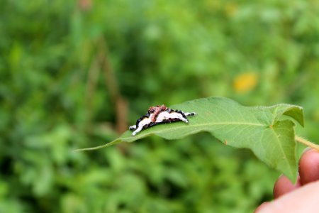 Copulating moths