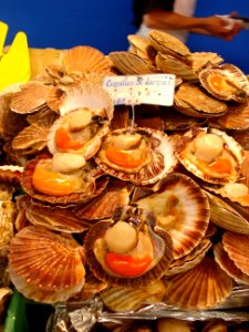 Coquilles Saint-Jacques