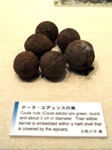 Coula edulis - Kyoto University Museum - DSC06431