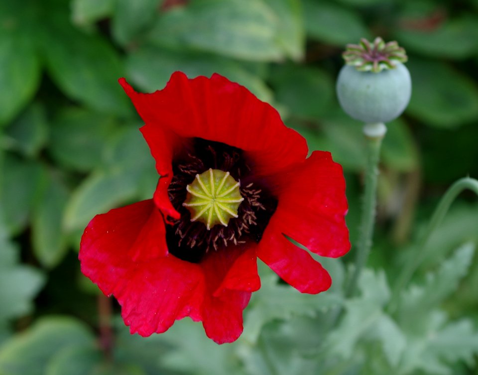Coquelicots - Parc floral 2