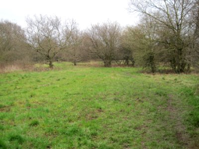Copthall South Fields trees