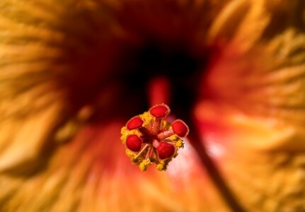 Nectar orange gold