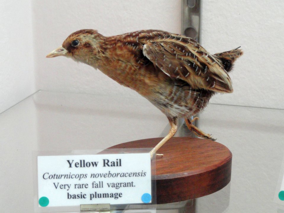 Coturnicops noveboracensis - Pacific Grove Museum of Natural History - DSC06716