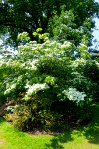Cornus 'Celestial' - Savill Garden - Windsor Great Park, England - DSC06240