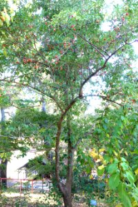 Cornus capitata - Quarryhill Botanical Garden - DSC03208