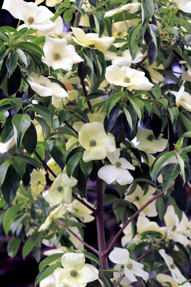 Cornus hybrid IMG 0305-1