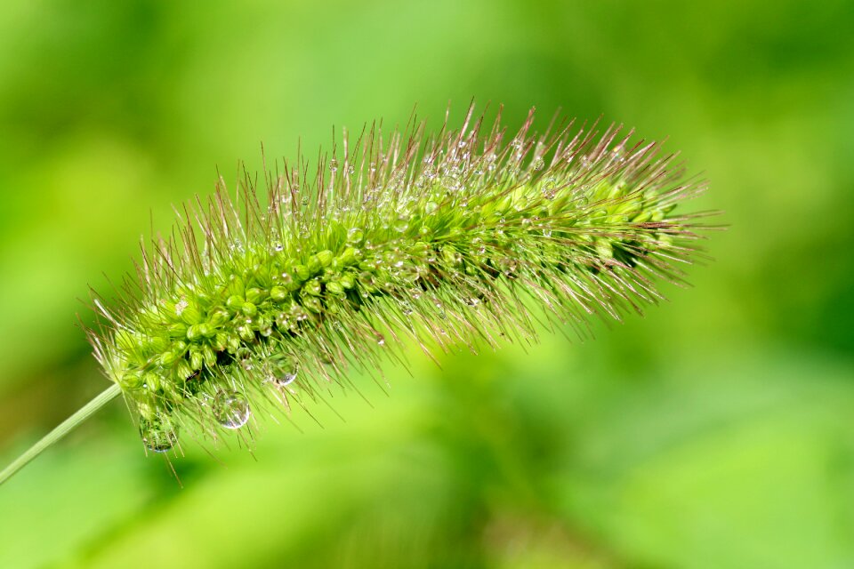 Abstract plants forest