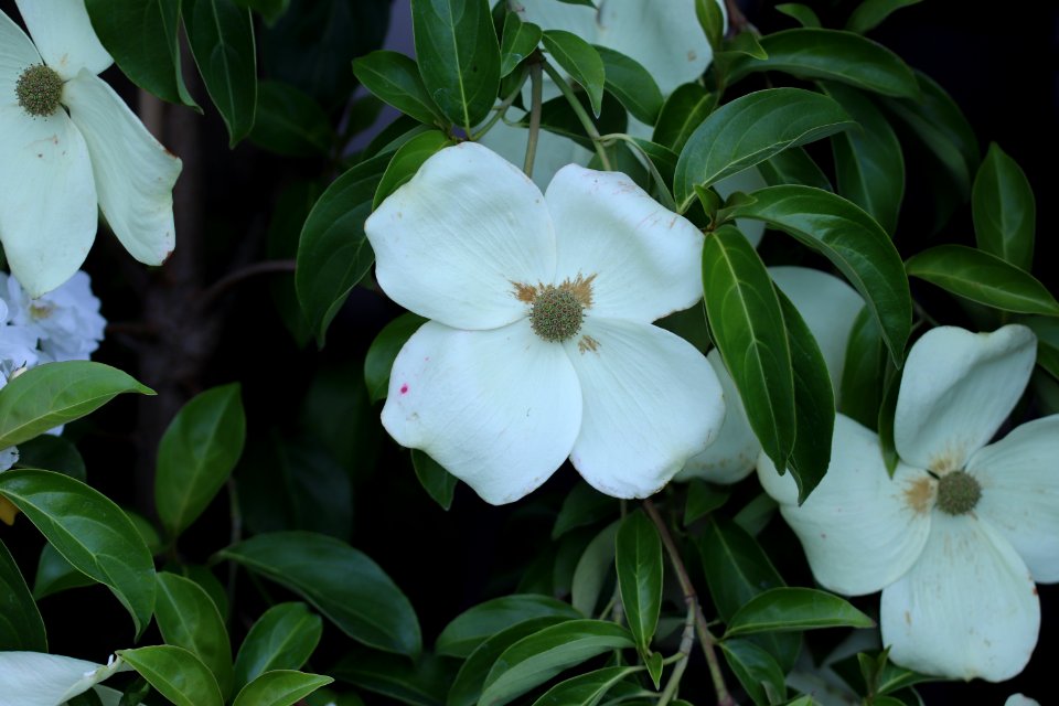 Cornus hybrid IMG 0265-