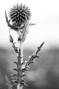 Barb needles scratchy photo