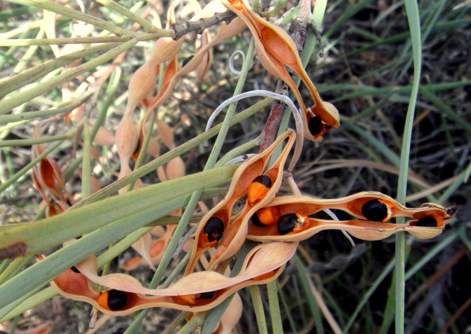 Cosse de plantes en WA