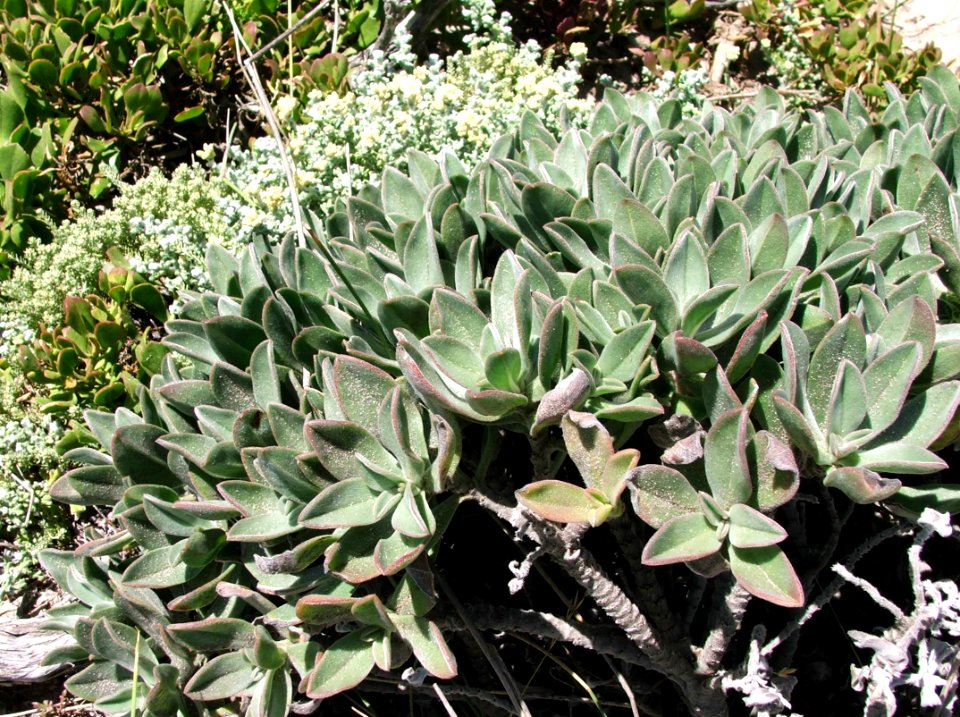 Cotyledon orbiculata00