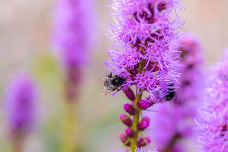 Insect shrub flower photo