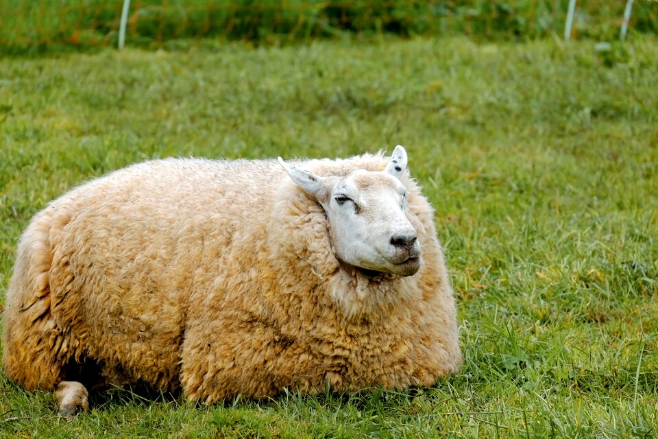 Animals agriculture pasture
