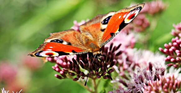 Close up nature animal