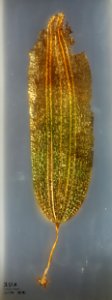 Costaria costata - National Museum of Nature and Science, Tokyo - DSC07667
