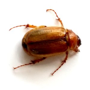 Costelytra zealandica. Photograph by Siobhan Leachman (cropped)