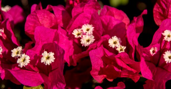 Pink white garden photo