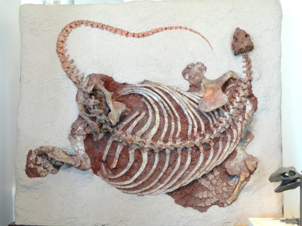 Cotylorhynchus romeri - AMNH - DSC06317