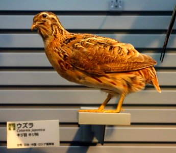 Coturnix japonica - National Museum of Nature and Science, Tokyo - DSC07290 photo