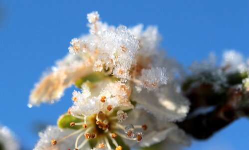 Spring flowering stems frost photo