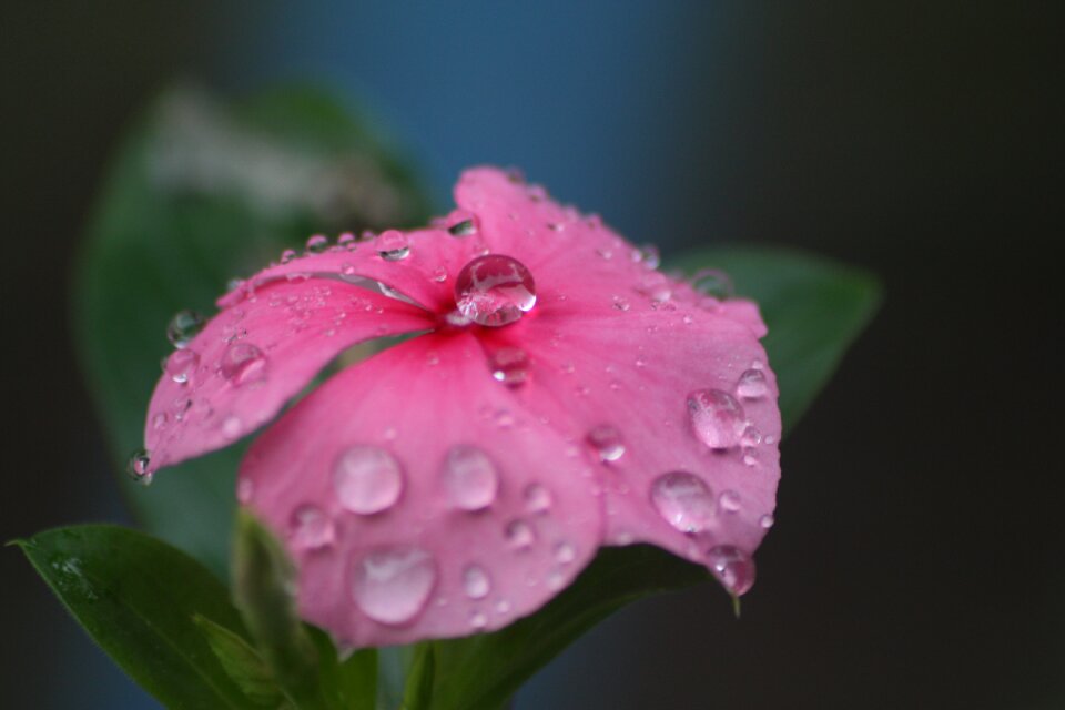 Nature petal fresh
