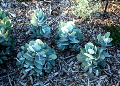 Cotyledon orbiculata pigs ear succulent - South African garden