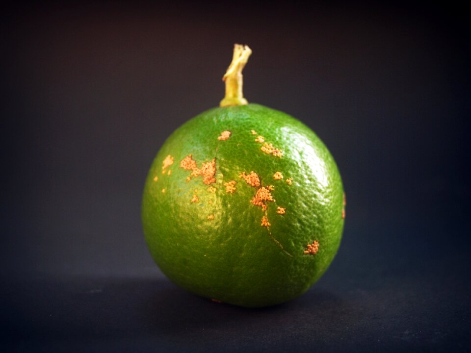 Green whole white