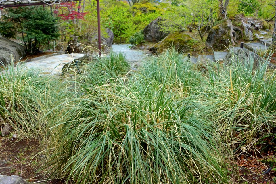 Cortaderia selloana - Gora Park - Hakone, Kanagawa, Japan - DSC08392