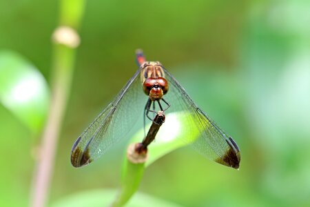 Dragonfly landscape park photo