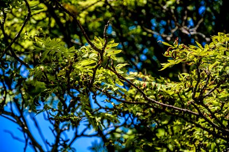 Blue day green photo