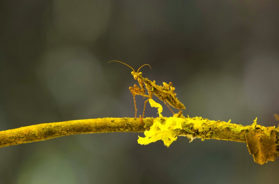 Montane forest peruvian biodiversity peruvian amazon biodiversity