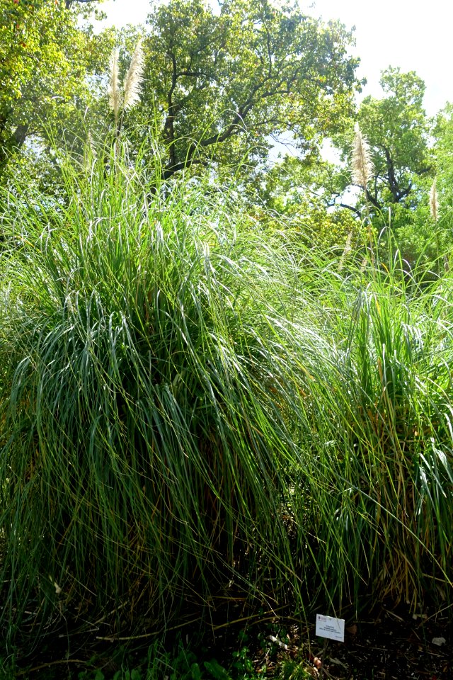 Cortaderia selloana - Orto botanico - Rome, Italy - DSC00299
