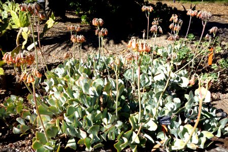 Cotyledon orbiculata - San Francisco Botanical Garden - DSC09769