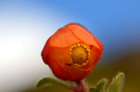 Montane forest peruvian biodiversity peruvian amazon biodiversity
