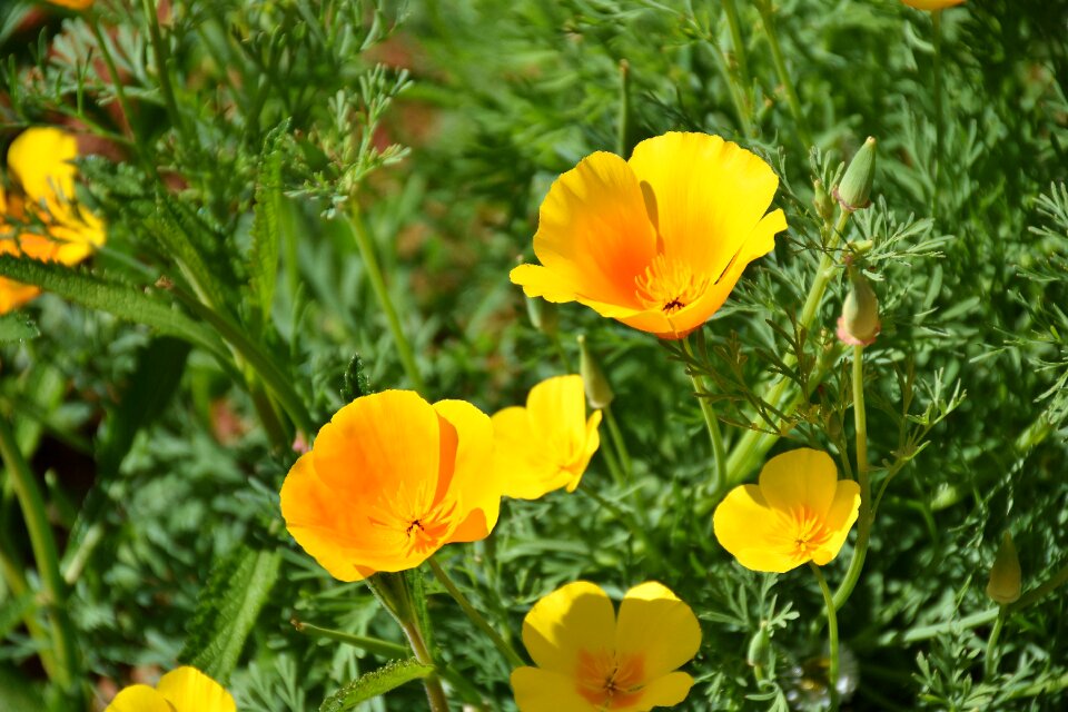 Yellow orange blossom bloom