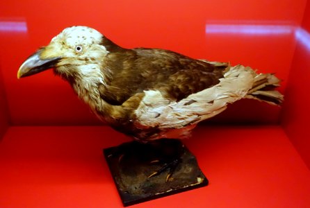 Corvus corax varius, acquired from the Duke of Orleans, 1755 AD - Naturhistorisches Museum, Braunschweig, Germany - DSC05008